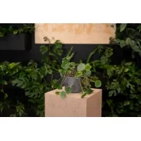 Eco-podiet, efter mål