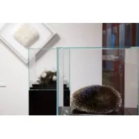 Glazen beschermkap | glazen stolp voor op sokkel | museumvitrine